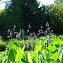 Thalia dealbata